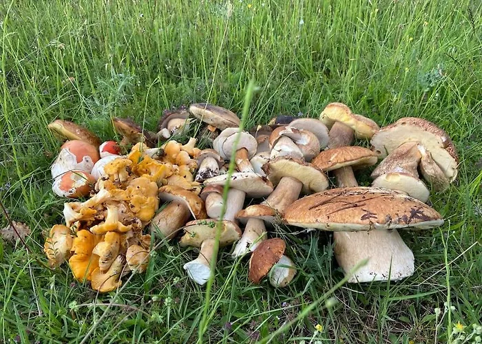 Appartement Mansard Underneath The Stars