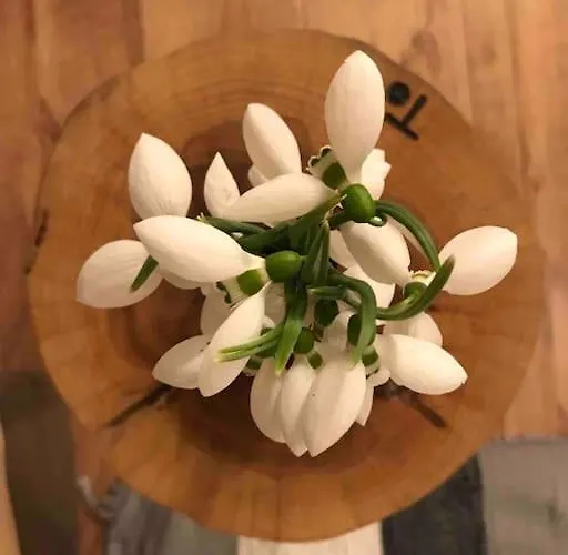 Mansard Underneath The Stars